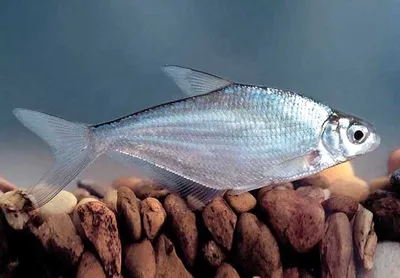 Белоглазка - описание рыбы, фото, способы лова