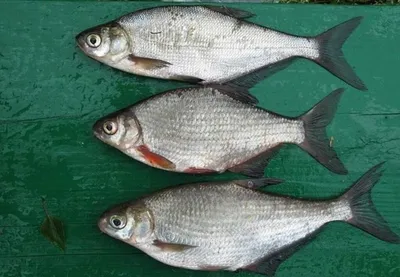 Рыба Белоглазка, почему её часто принимают за густеру или мелкого леща?  Ихтиолог объясняет | Заметки ихтиолога. | Дзен
