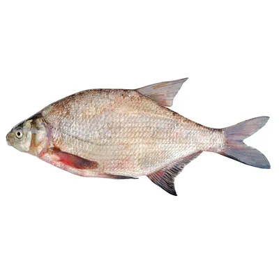 Белоглазка - Рыбы - Русская Рыбалка 4