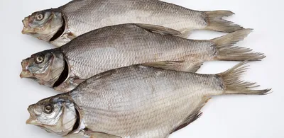 Свежозамороженная рыба: сазан, лещ, щука, карась, колтык, рыбный фарш  купить в Астане