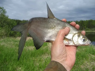 Рыба лещ картинки - 69 фото