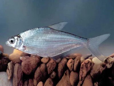 Свежая рыба лещ окунь язь: 400 тг. - Продукты питания / напитки Нура на Olx