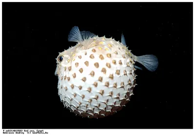 Фотографии рыб: рыбы-ежи (Diodontidae)