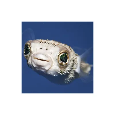 Набор для купания №6: рыба-еж, морская звезда, осьминог, скат Весна В3762 |  AliExpress
