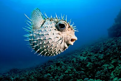 File:Porcupinefish, Diodontidae,Рыба-ёж..IMG 7971ВЕ.jpg - Wikimedia Commons