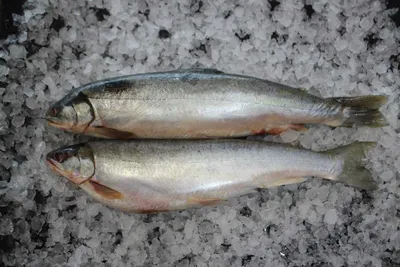 Голец — что это за рыба и что из нее можно приготовить | LoviTut.ru  (Рыбалка и Бильярд) | Дзен
