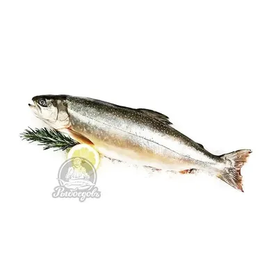 Рыба охлажденная - Голец Арктический 500+, цена 528 грн, купить на UB.UA •  UB.UA