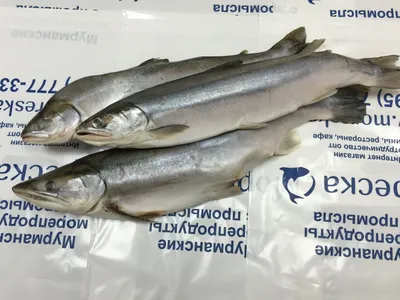 Соленая красная рыба голец - пошаговый рецепт с фото на Повар.ру