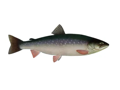 Рыба Свежемороженая Голец - «Рыба Голец, как приготовить, чтобы никто не  смог отличить от форели или сёмги, подробности в отзыве. » | отзывы
