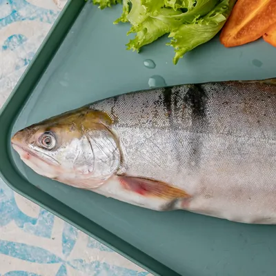 Красная рыба голец принадлежит к семейству лососевых🐟и является источником  красной икры и мяса, имеет характерный наружный покров из… | Instagram