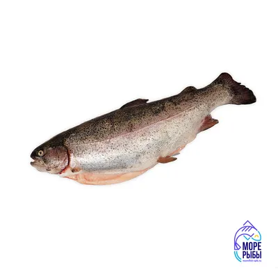 Рыба голец: Секреты выбора и приготовления + рецепты самых вкусных блюд |  Дикоед - рецепты из дичи | Дзен