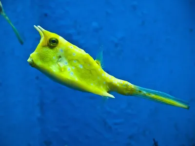 Рыба корова. 4-5см. Thornback cowfish. Lactoria fornasini