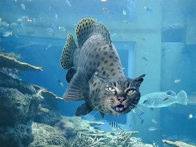 Скачать бесплатно фото рыбы-кошки в разных размерах