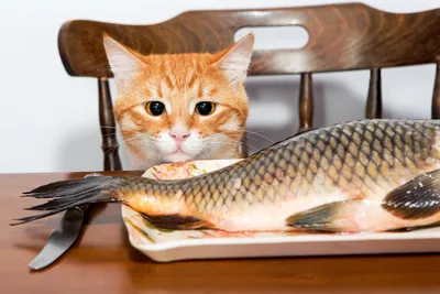 Фотографии рыбы-кошки: красивые изображения для фона или обоев