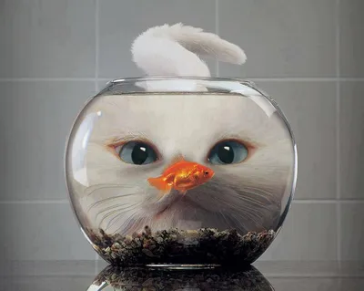 Рыба-кошка: коллекция фото в разных размерах и форматах
