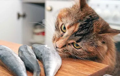 Красочные изображения рыбы-кошки для скачивания в png и jpg