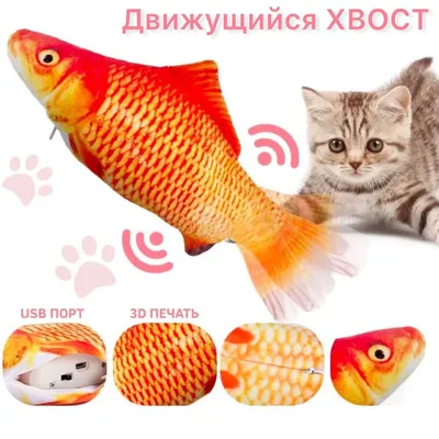 Удивительные фотографии рыбы-кошки в различных форматах