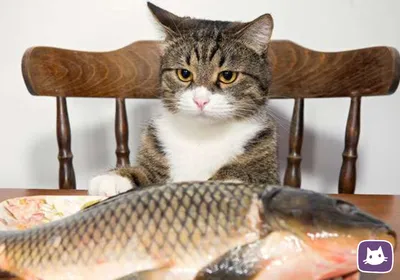 Рыба-кошка: скачать фото бесплатно и в хорошем качестве