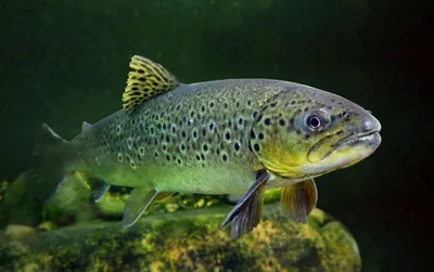 РЫБА МОРЕПРОДУКТЫ город Экибастуз on Instagram: \". 🐟😍Кунджа - это красная  рыба семейства лососевых. Она относится к роду гольцов и в своем роде  является одной из самых крупных. Ловится обычно рыба среднего