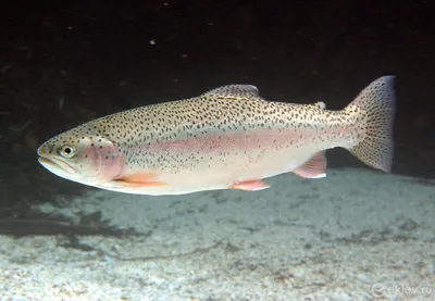 Рыбы наших вод - Кунджа Salvelinus leucomaenis (Pallas,... | Facebook