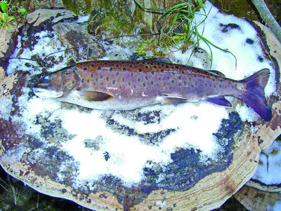 рыба ленок брахимистакс изолирована на белом Стоковое Изображение -  изображение насчитывающей золотисто, природа: 228425385