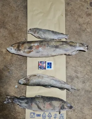 Рыбы Горного Алтая - таймень, сибирский хариус, ленок | Fishong