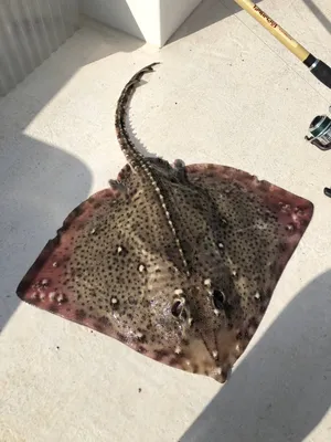 Cкаты Черного моря