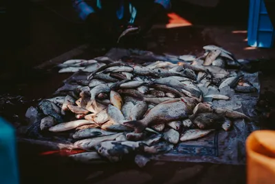 Рыба лиса в черном море - 78 фото