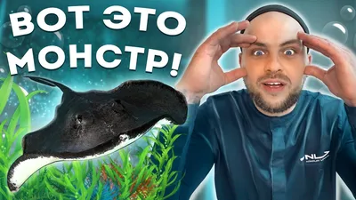 Почему черноморская рыба в Москве дешевле, чем Севастополе | ForPost