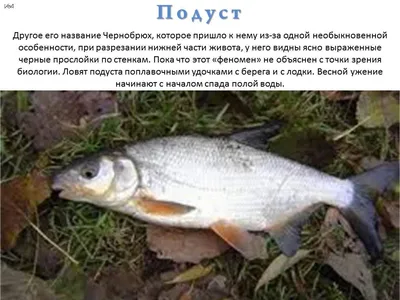 Подуст. Описание. Образ жизни. Когда и чем можно ловить | Баркас | Охота и  Рыбалка | Дзен