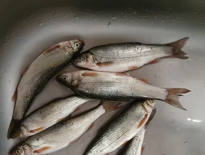 Сможете отличить подузда от язя!? 😎🐟 | Рыбак | ВКонтакте