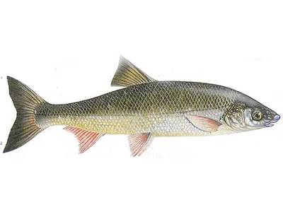 Заповедная Мордовия - Подуст – Chondrostoma variable (Linnaeus, 1758).