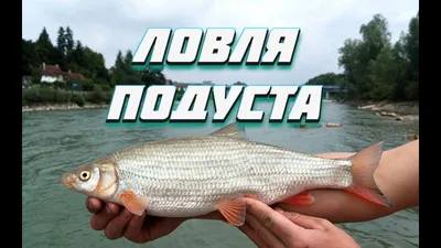 Подуст или рыбец? | Пикабу