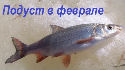 Отчеты о рыбалке: подуст — fishing-report.ru