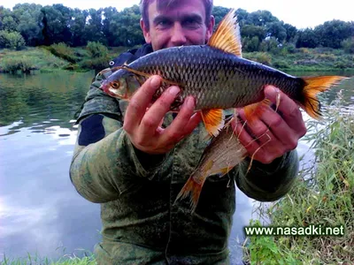 Подуст обыкновенный (Chondrostoma nasus) | FishingBY.com