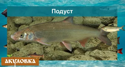 Sergey Zaitsev - 😋 Подуст горячего копчения. 1. Ловим... | Facebook