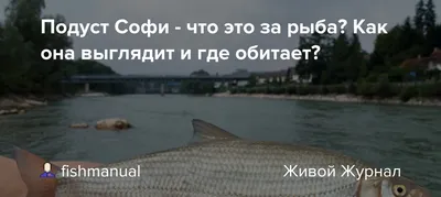 Где можно поймать подуста ранней весной и как не остаться без поклевки -  Рыболовные журналы