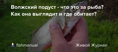 АзНИИРХ провел экспедицию по изучению распределения и ската молоди рыб в  Нижнем Дону и продолжил изучение нового для этого бассейна моллюска  Corbicula fluminea