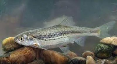 Осенний деснянский подуст 👉 подарок от... - Strashnyi Fishing | Facebook