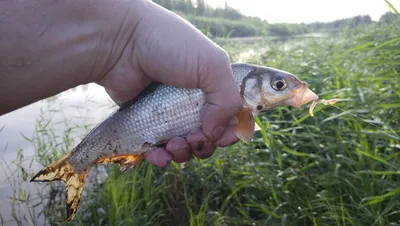 Подуст — Chondrostoma nasus