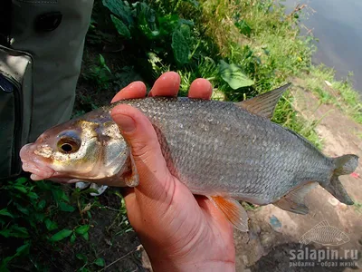 Вяленый рыбец - Fishmarket - магазин рыбы и морепродуктов