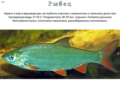 Рыбец вяленый серебристый 500 г - \"По-Рыбке\" - интернет-магазин  морепродуктов, рыбной и снековой продукции. - По-Рыбке