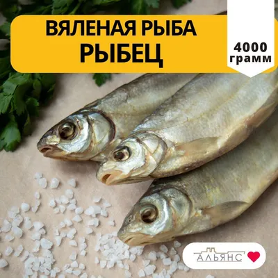 Рыбец: ловим, отпуская
