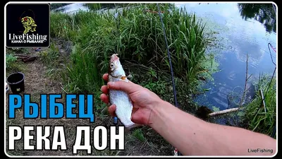 РЫБЕЦ / вяленый / цена за 100 гр купить в интернет-магазине Морская звезда