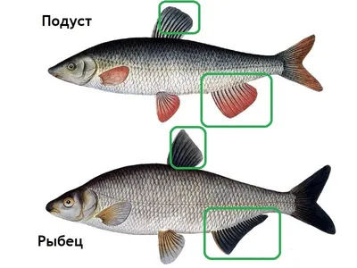 Рыбец вяленый \"Астраханский\" 1 кг. - купить с доставкой по выгодным ценам в  интернет-магазине OZON (1061631354)