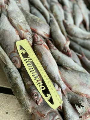 Вяленый рыбец — Сеть магазинов качественных морепродуктов Icefish.kz в  Алматы