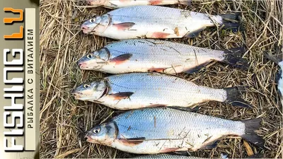 Продам: каспийский рыбец икряной в Ростове-на-Дону