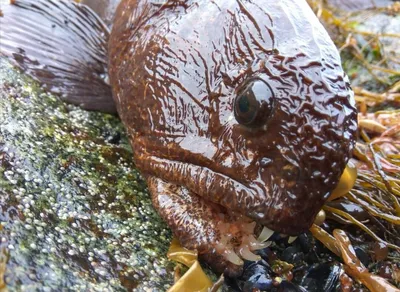 Каталог рыб - Морская собачка (сфинкс, павлин)