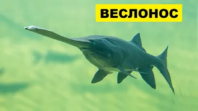 Веслонос – крупнейшая пресноводная рыба США | Аква-Космос | Дзен