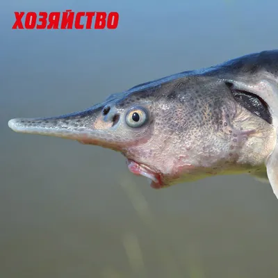 Веслонос